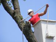 Marion Tree Service 1jpg